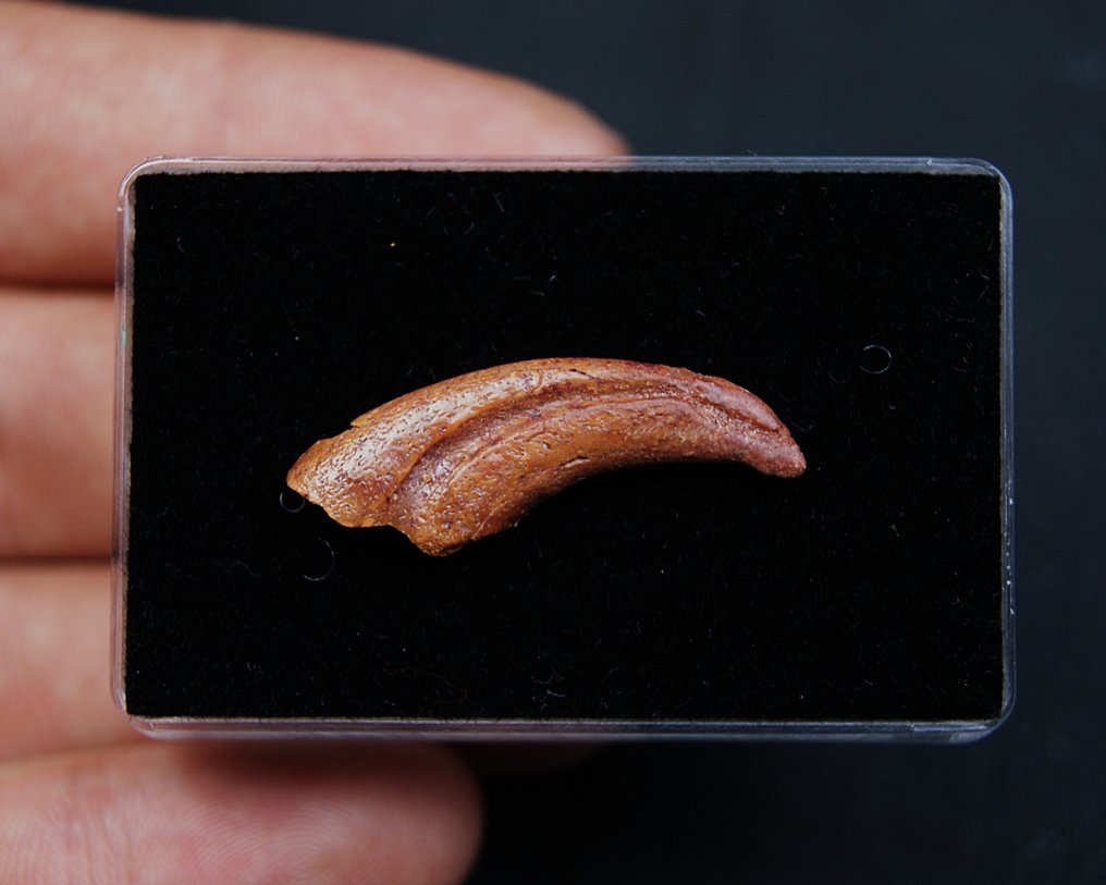 翼龙 - 爪类化石 - Garra fósil de pterosaurio #1.0