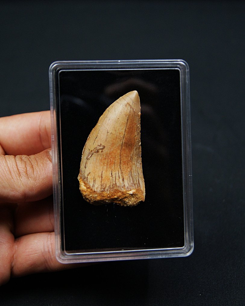 Carcharodontosaurus - Forstenet stødtand - Carcharodontosaurus saharicus #2.1