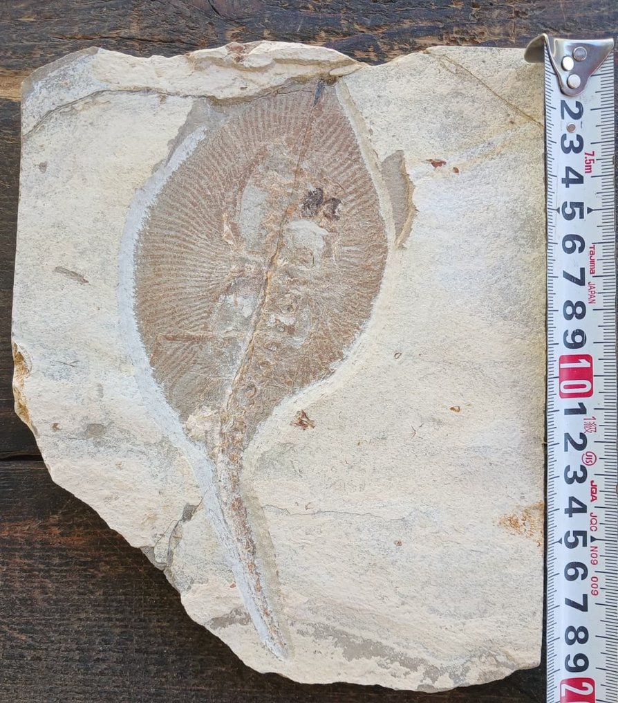 Fish - Fossil plate matrix #1.0