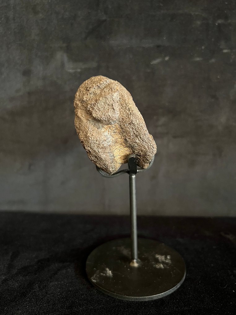 Δεινόσαυρος - Απολιθωμένο οστό - Ankylosaure - 6.5 cm - 7.5 cm #3.2