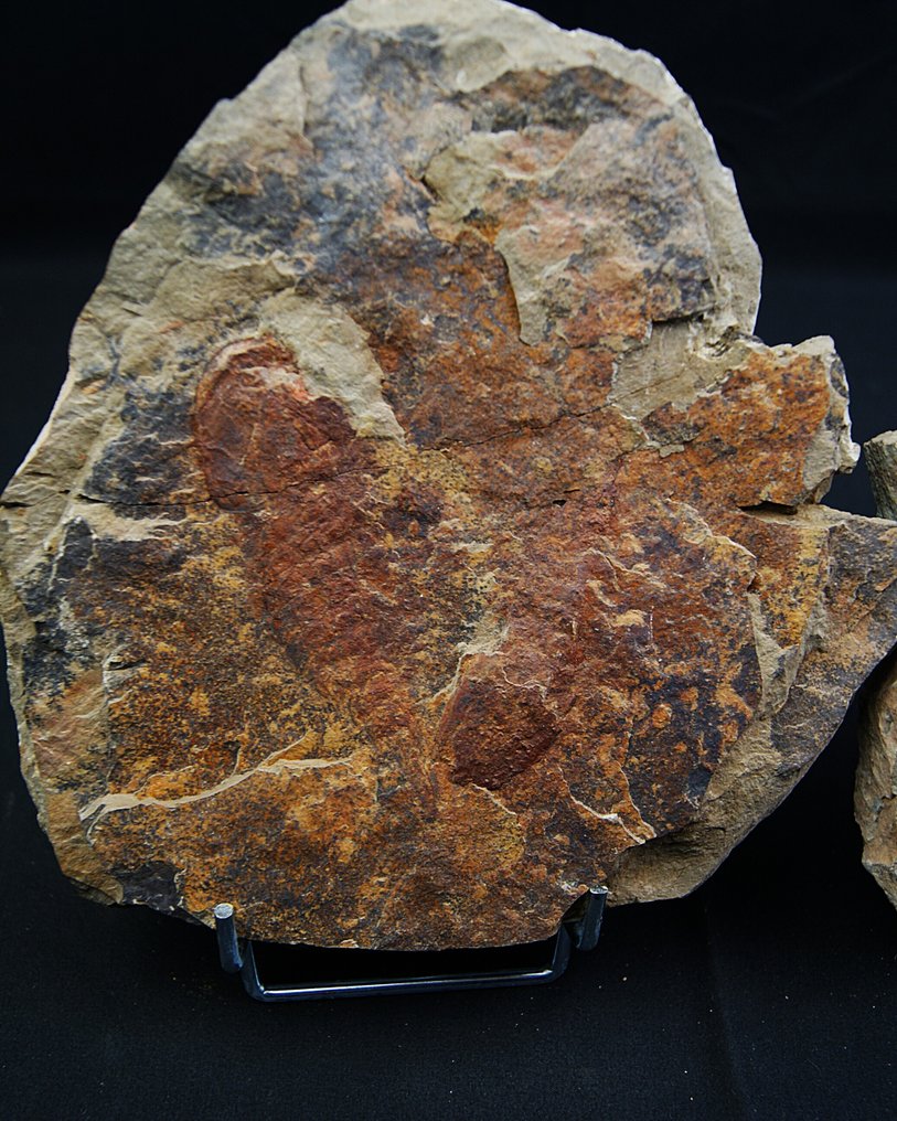 Einziges Stück von Tremaglaspis vanroyi. - Tierfossil - Tremaglaspis vanroyi #1.0