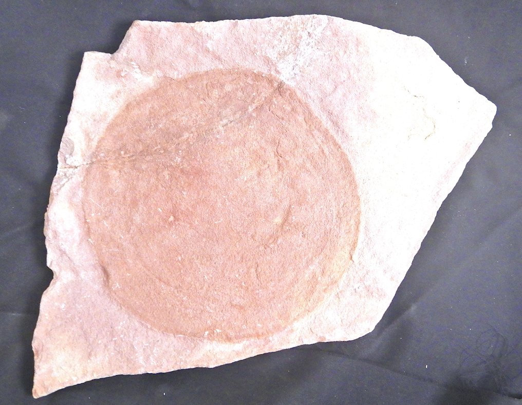 水母 - 甲壳化石 - 20 cm - 19 cm #2.1