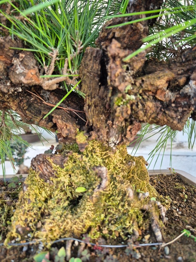 Bonsai Pinus Thunbergii Corticosa - RARE FIND - Height (Tree): 52 cm - Depth (Tree): 61 cm - Japan #2.1