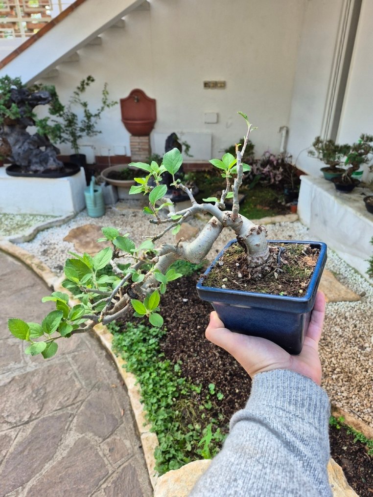 Bonsai of Apple - Collection Piece - Height (Tree): 20 cm - Depth (Tree): 29 cm - Japan #1.0