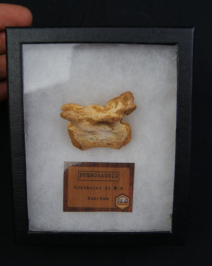 Pterosaur - Απολιθωμένο σπονδυλικό οστό - Vértebra fósil de pterosaurio #4.3