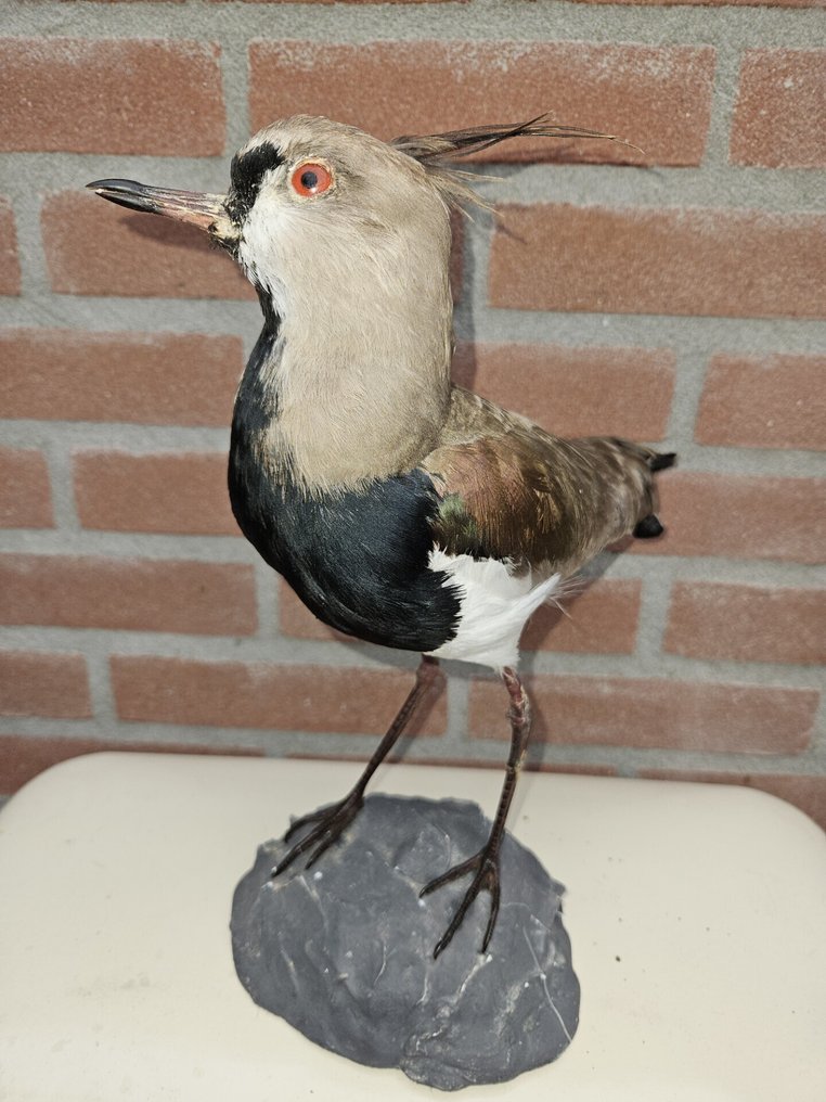 智利肯尼特 標本全身支架 - Vanellus chilensis --  with micro chip - 32 cm - 16 cm - 24 cm - Kweekvogel met micro chip - 1 #2.1