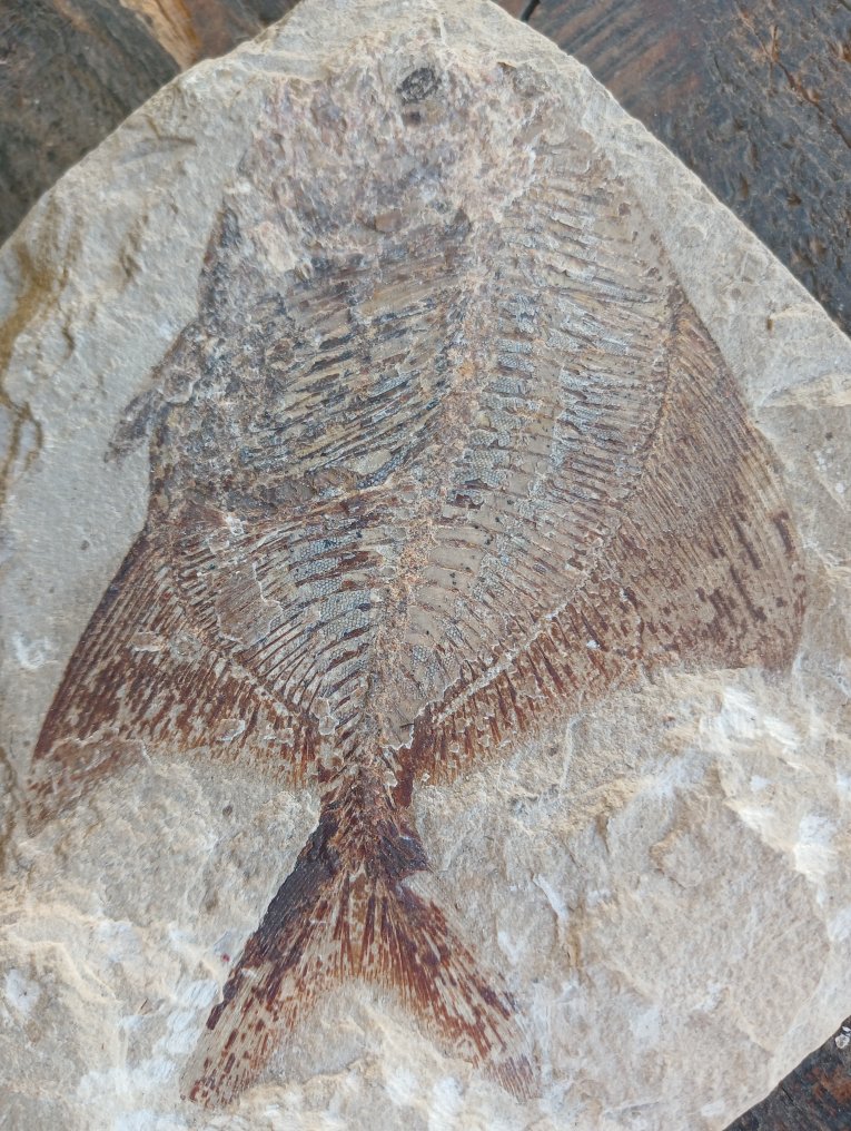 Matriz de placa fósil - 12 cm #1.0