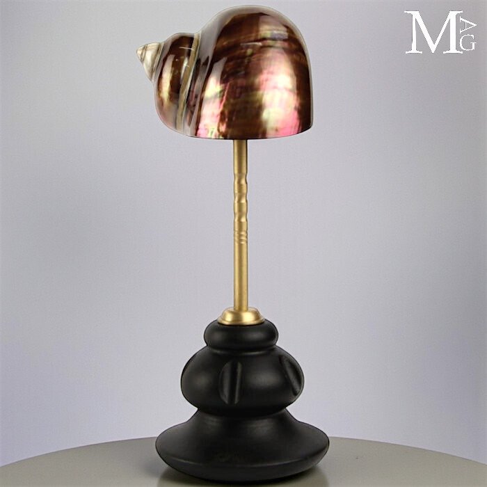 Turbo Sarmaticus – Φυσική Κομψότητα σε βάση από ξύλο και μπρούντζο. - Ύψος: 200 mm - Πλάτος: 80 mm- 260 g #4.3