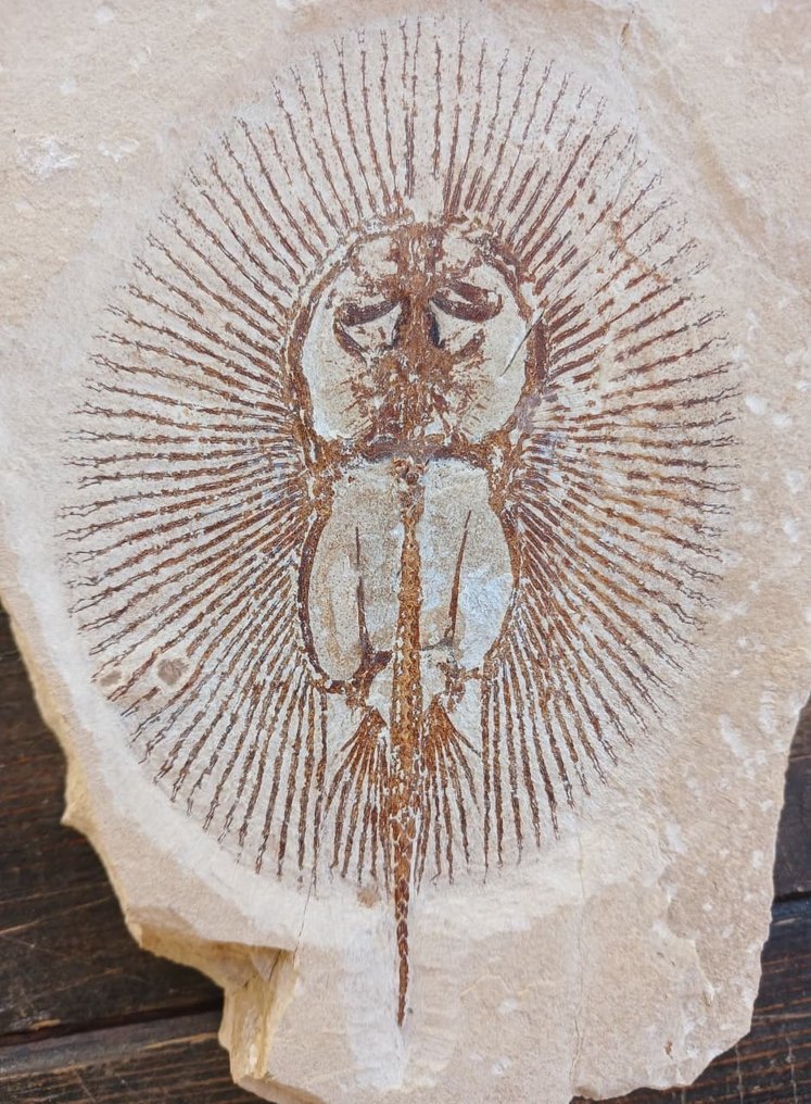 Poisson - Matrice de plaque fossilisée - Cyclobatis #2.1