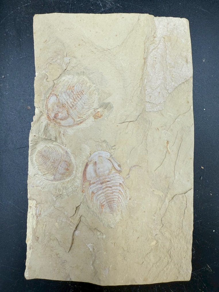 Trilobit - Fossilplattenmatrix - 3 Redlichiida mai - 14 cm - 8.5 cm #1.0
