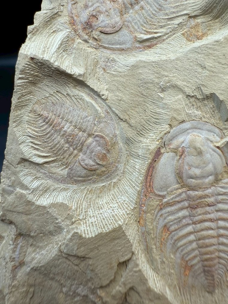 Trilobit - Fossilplattenmatrix - 3 Redlichiida mai - 14 cm - 8.5 cm #3.2