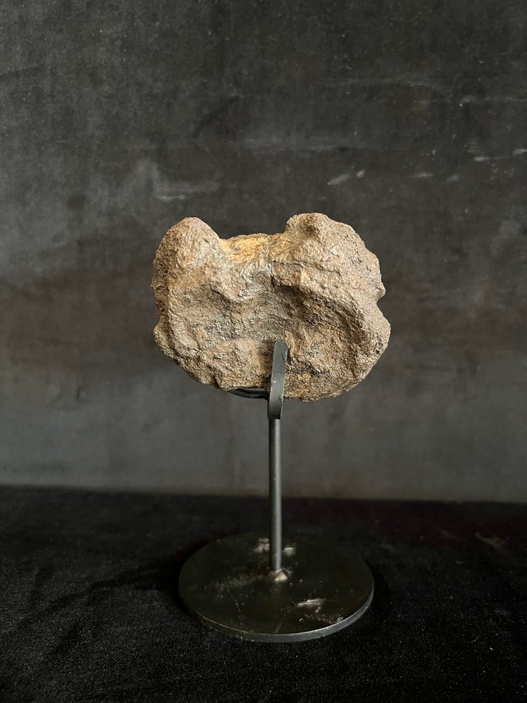 Δεινόσαυρος - Απολιθωμένο οστό - Ankylosaure - 6.5 cm - 7.5 cm #2.1