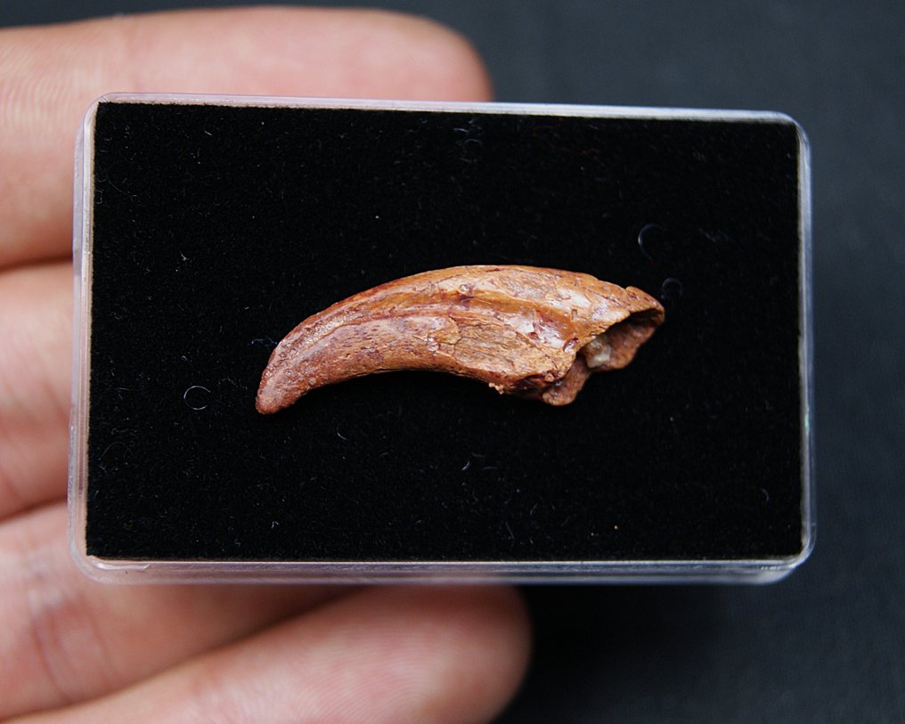 翼龙 - 爪类化石 - Garra fósil de pterosaurio #2.1