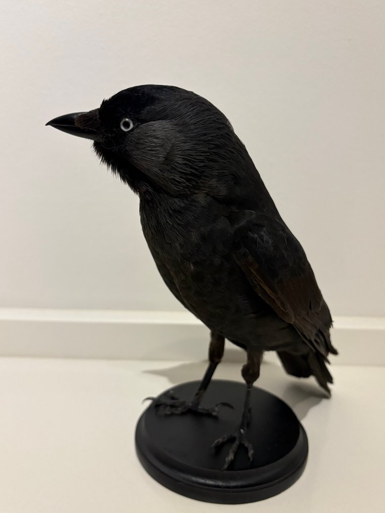 Corvus Βάση ταρίχευσης ολόκληρου σώματος - Corvus monedula - no cites - 23 cm - 12 cm - 22 cm - Είδη που δεν ανήκουν στο CITES - 1 #2.1