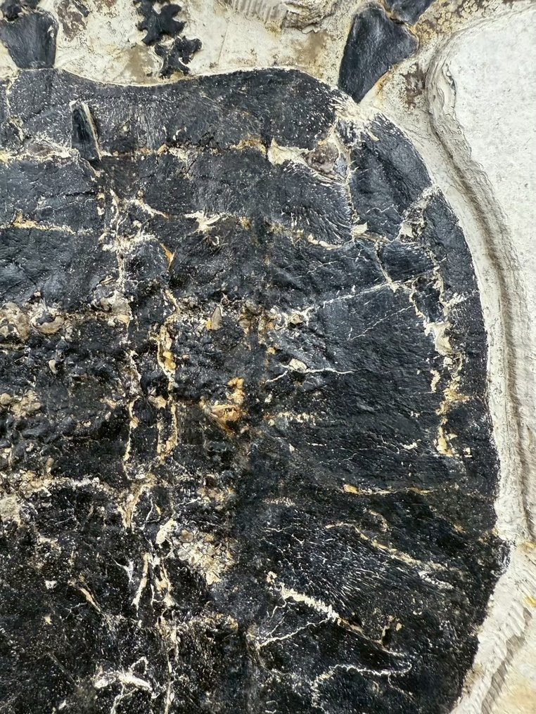Tartaruga acquatica - Lastra matrice fossile - Manchurochelys( BIG!) - 50 cm - 36 cm #4.3