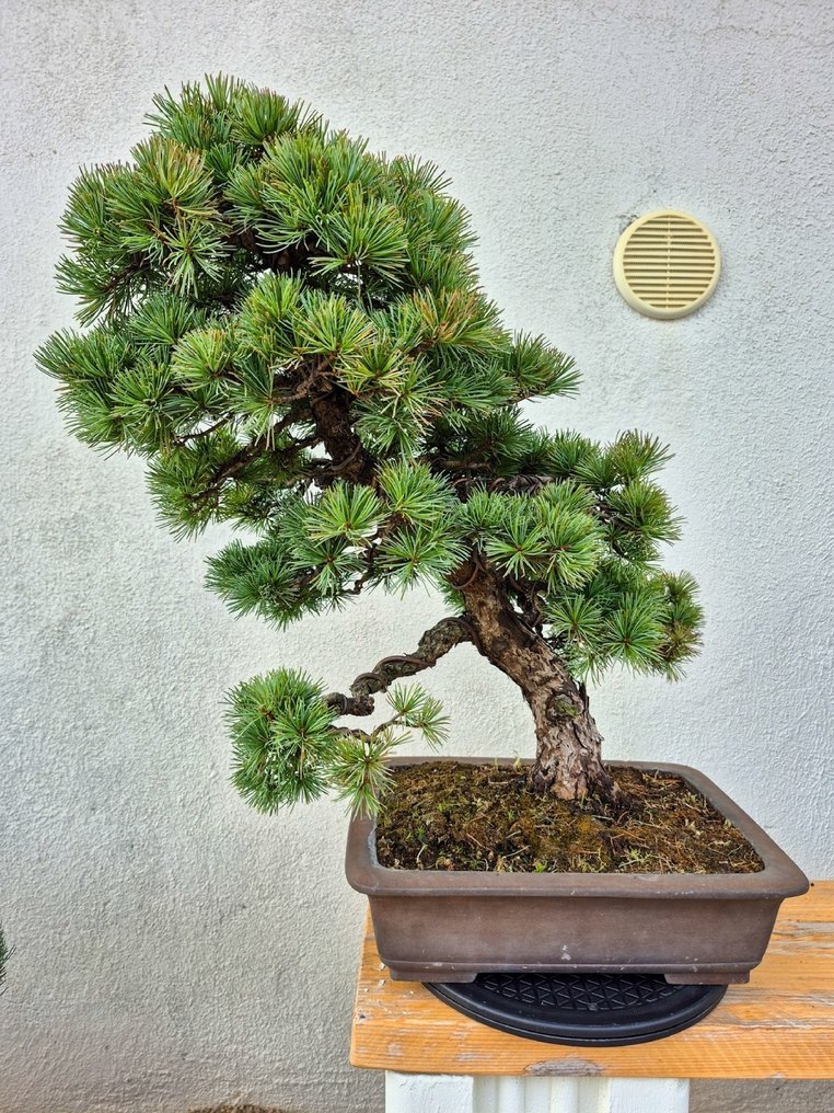 Bonsai of Pinus Pentaphylla - Collection Piece - Height (Tree): 57 cm - Depth (Tree): 50 cm - Japan #1.0