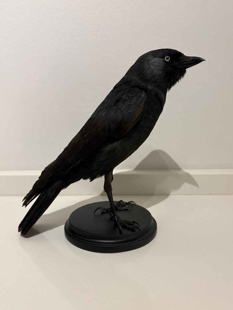 Corvus Βάση ταρίχευσης ολόκληρου σώματος - Corvus monedula - no cites - 23 cm - 12 cm - 22 cm - Είδη που δεν ανήκουν στο CITES - 1 #1.0