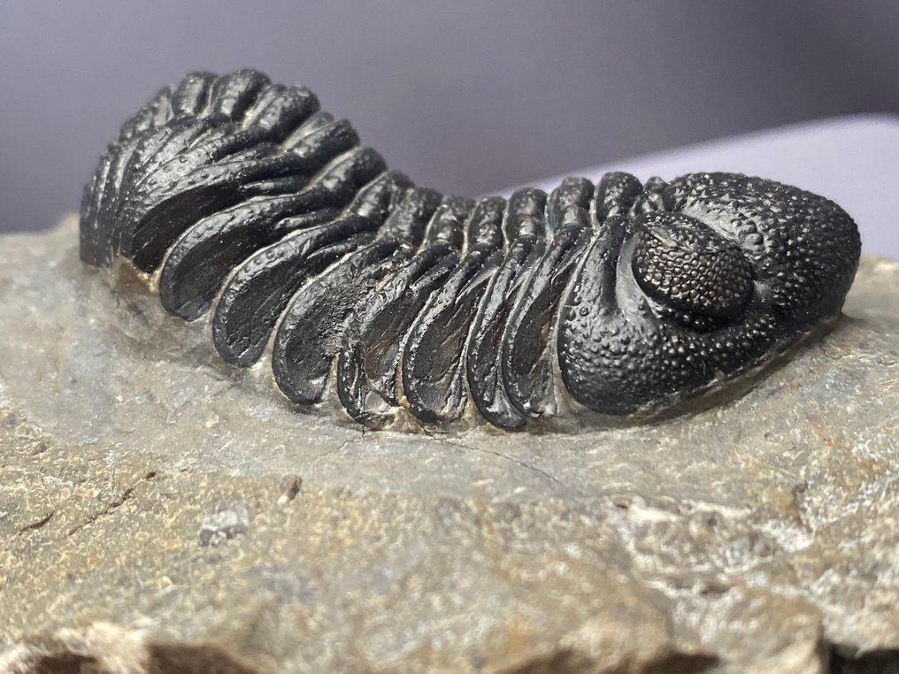 Fossil - Fossilised animal - Phacops - 5 cm #1.0