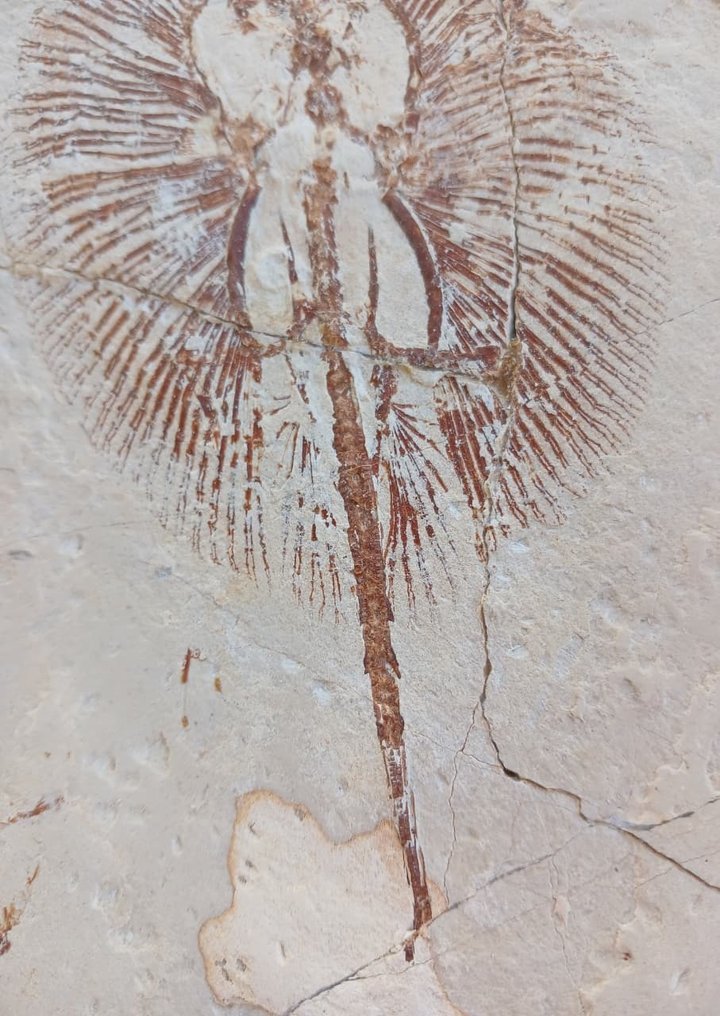 Fisch - Fossilplattenmatrix - cyclobatis #3.2