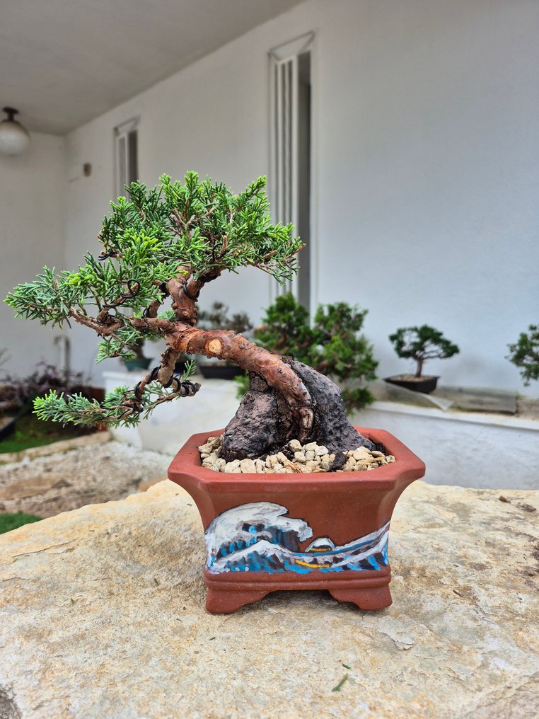 Bonsai of Juniper Itoigawa on stone - Collection Piece - Height (Tree): 19 cm - Depth (Tree): 20 cm - Japan #3.2