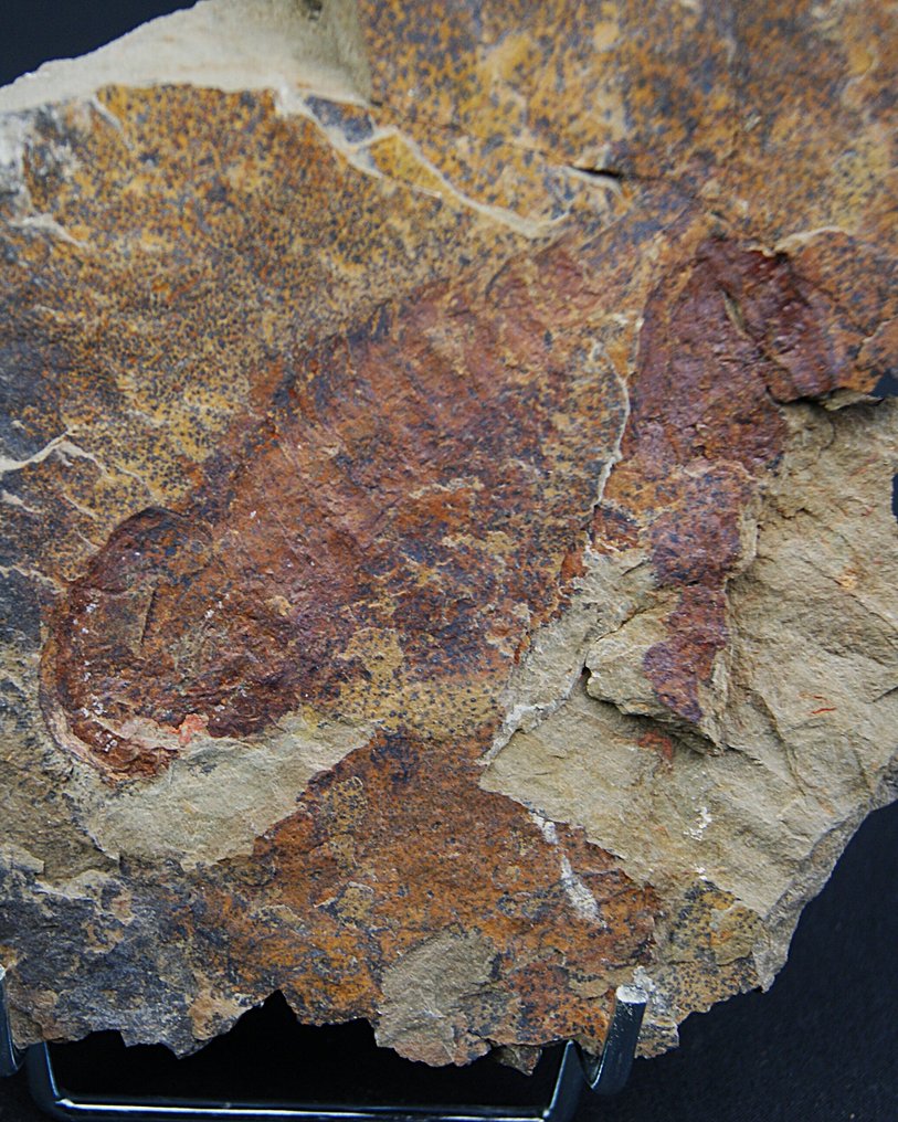 Einziges Stück von Tremaglaspis vanroyi. - Tierfossil - Tremaglaspis vanroyi #2.1