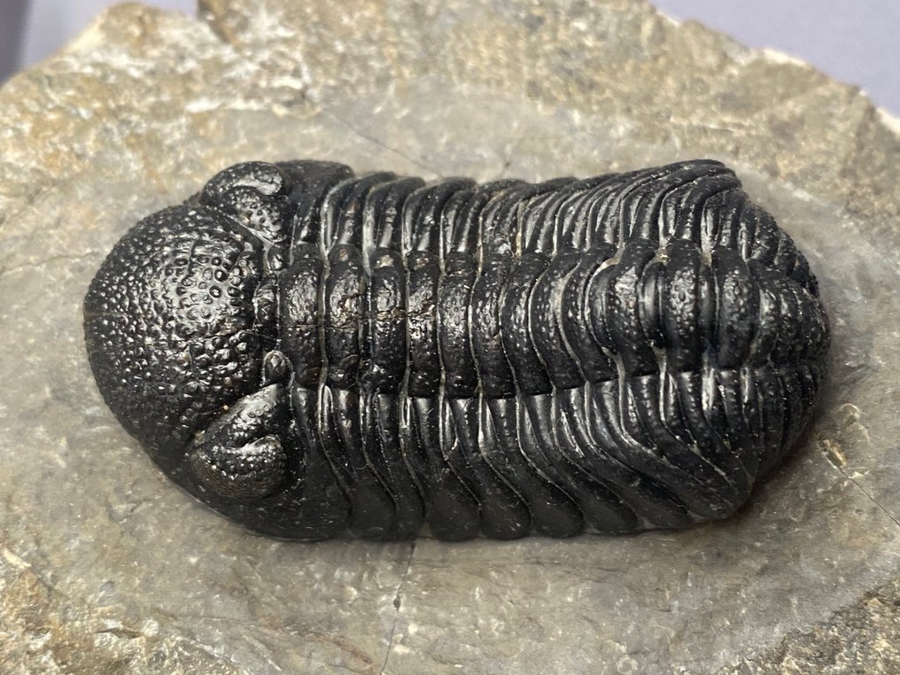 Fossil - Fossilised animal - Phacops - 5 cm #4.3