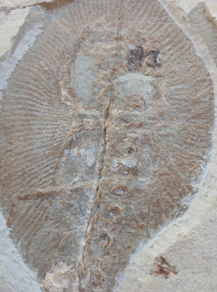 Fish - Fossil plate matrix #4.3