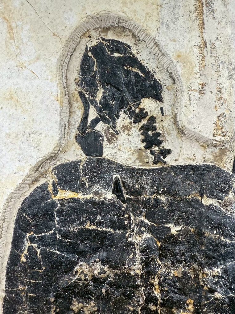 Tartaruga acquatica - Lastra matrice fossile - Manchurochelys( BIG!) - 50 cm - 36 cm #1.0