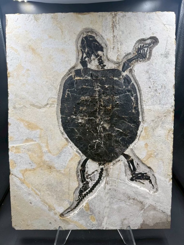Tartaruga acquatica - Lastra matrice fossile - Manchurochelys( BIG!) - 50 cm - 36 cm #1.0