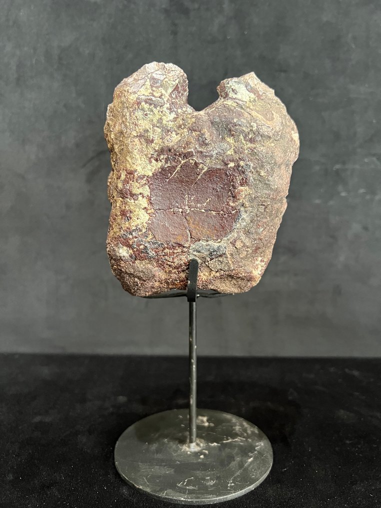 Δεινόσαυρος - Απολιθωμένο οστό - Agujaceratops - 13 cm - 10 cm #1.0