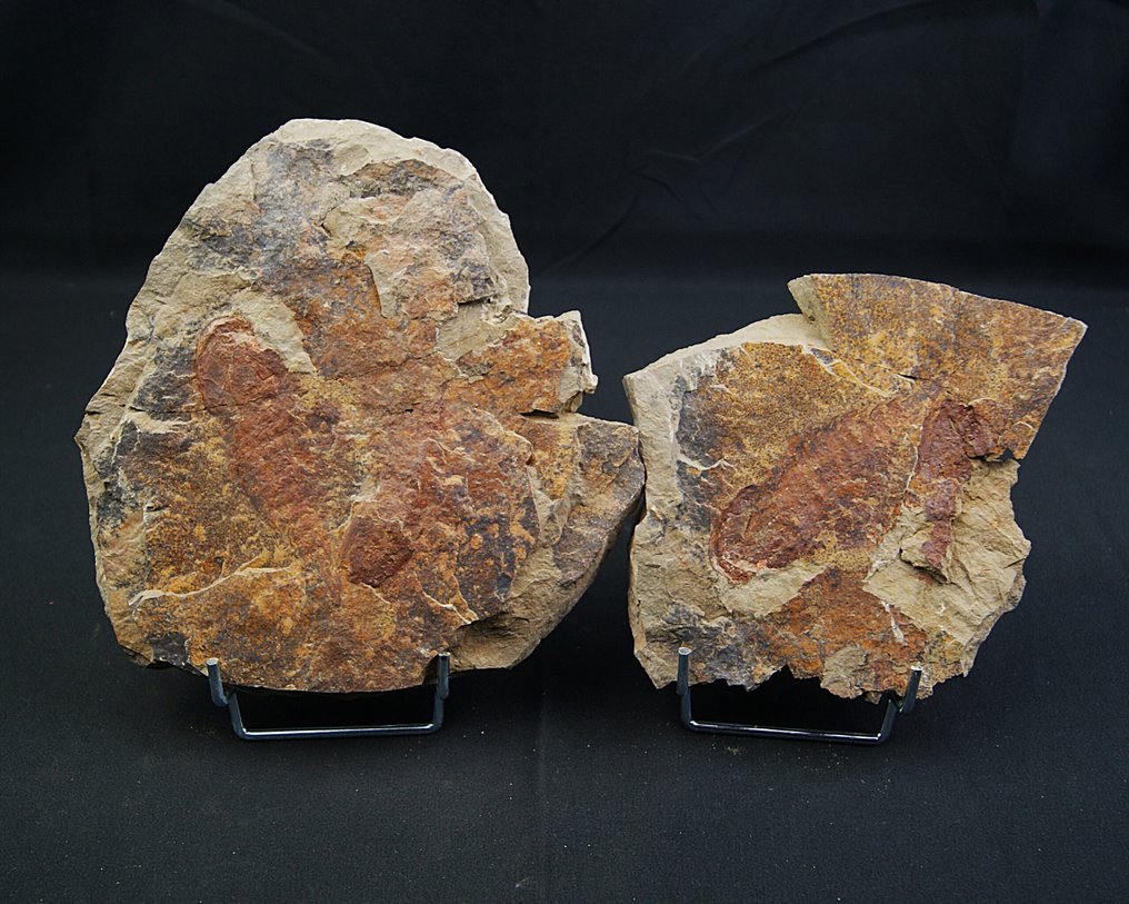 Einziges Stück von Tremaglaspis vanroyi. - Tierfossil - Tremaglaspis vanroyi #1.0