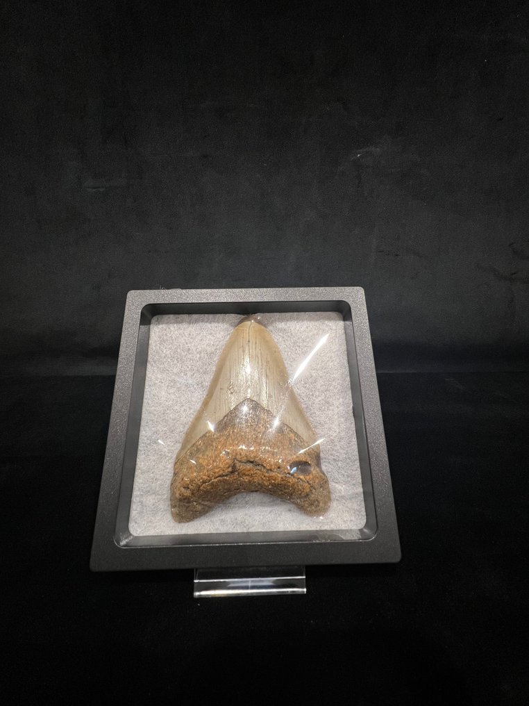 巨齿鲨 - 牙齿化石 - Otodus megalodon - 9.4 cm - 6.5 cm  (没有保留价) #3.2