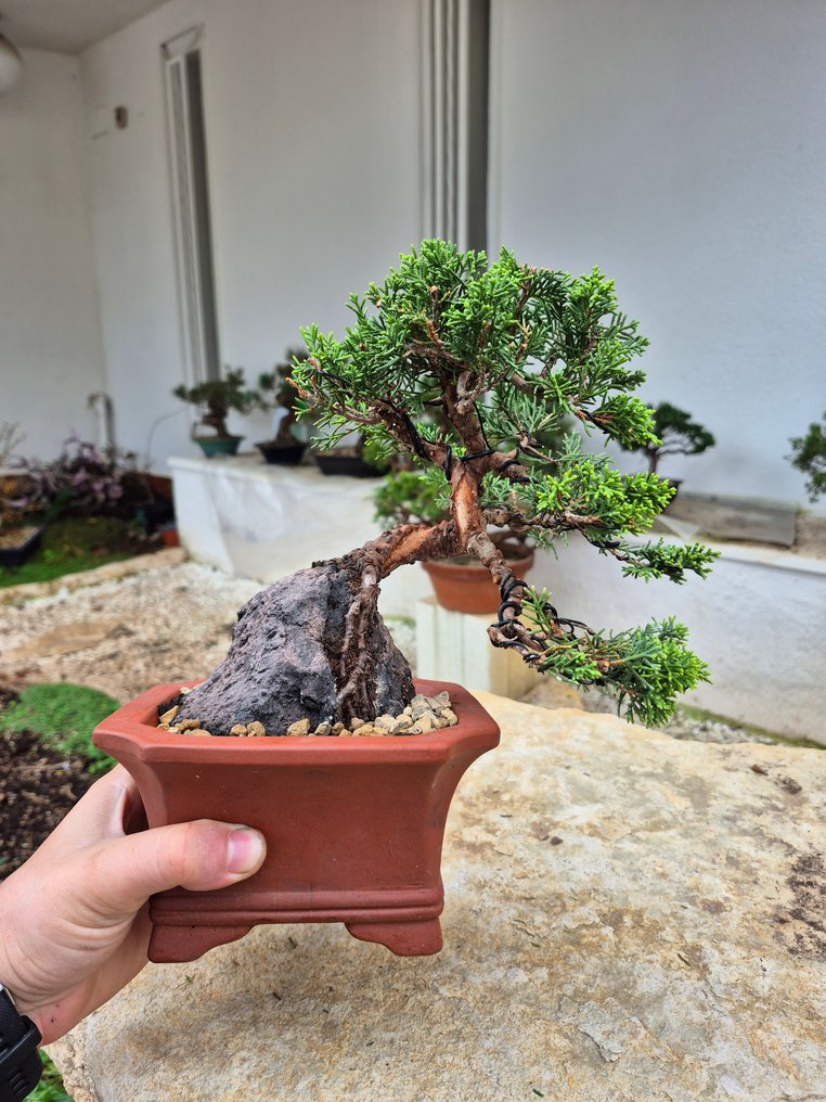 Bonsai of Juniper Itoigawa on stone - Collection Piece - Height (Tree): 19 cm - Depth (Tree): 20 cm - Japan #1.0