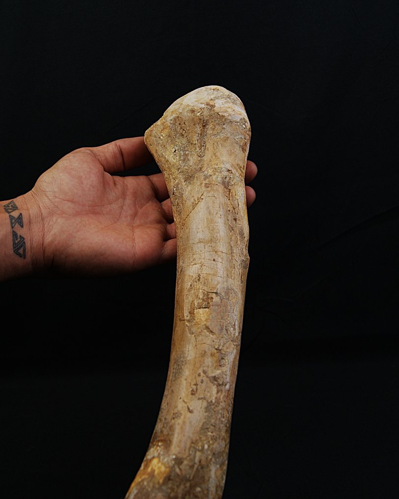 Δεινόσαυρος - Απολιθωμένο μηριαίο οστό - Spinosaurus aegyptiacus - 36 cm #4.3