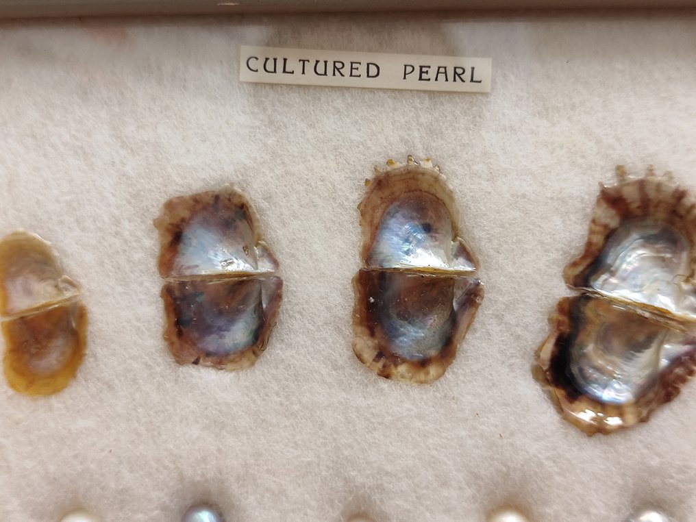 养殖珍珠 - 日本 - 1970-1980 #1.0