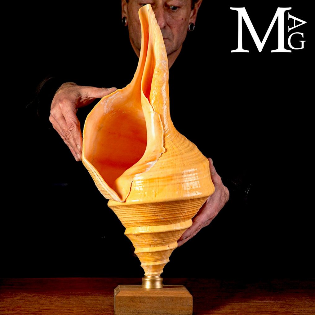 Äärimmäisen harvinainen - jättimäinen Syrinx aruanus puu- ja messinkipohjalla koristeltuna. Simpukankuoret - Syrinx Aruanus - 580 x 250 x 235 mm #1.0