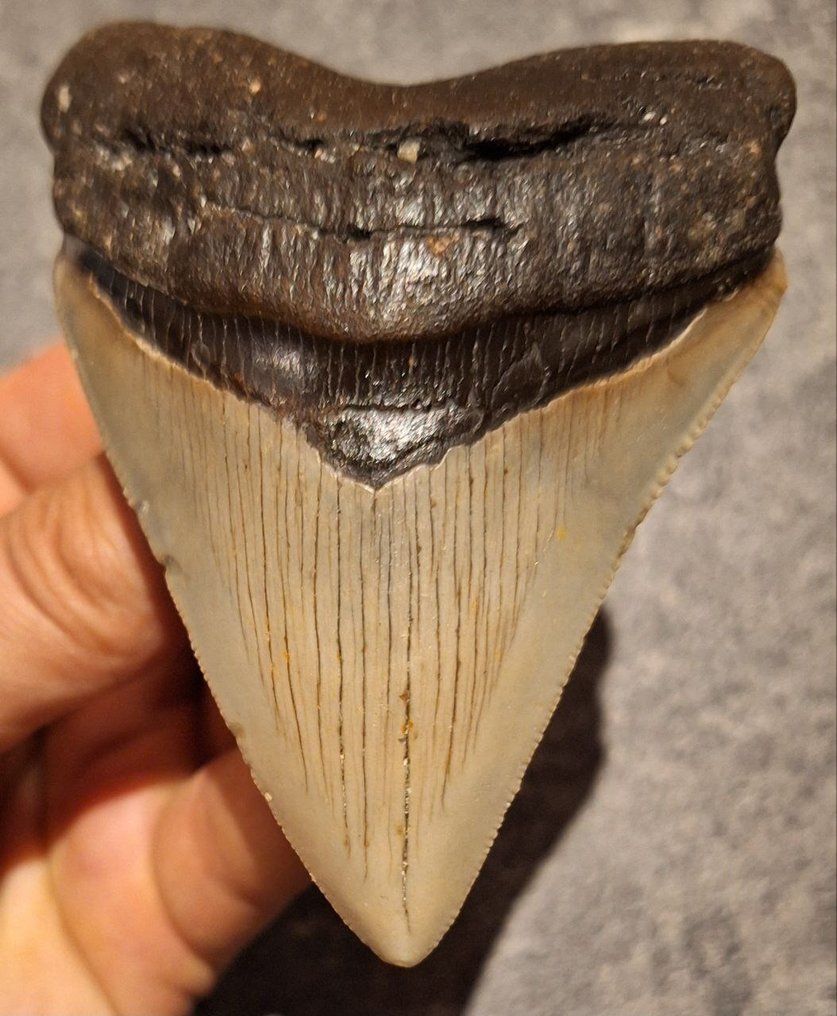 Megalodon - Dinte fosilă - Otodus (Carcharocles) megalodon - 9.7 cm - 7.1 cm #3.2