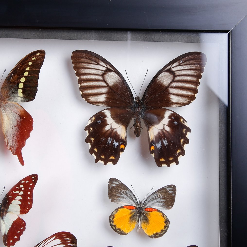 Tropische Schmetterlingssammlung – Entomologische Präsentation im Glasrahmen. Taxidermie-Wandmontage - Butterfly Collection - 450 mm - 350 mm - 40 mm #4.3