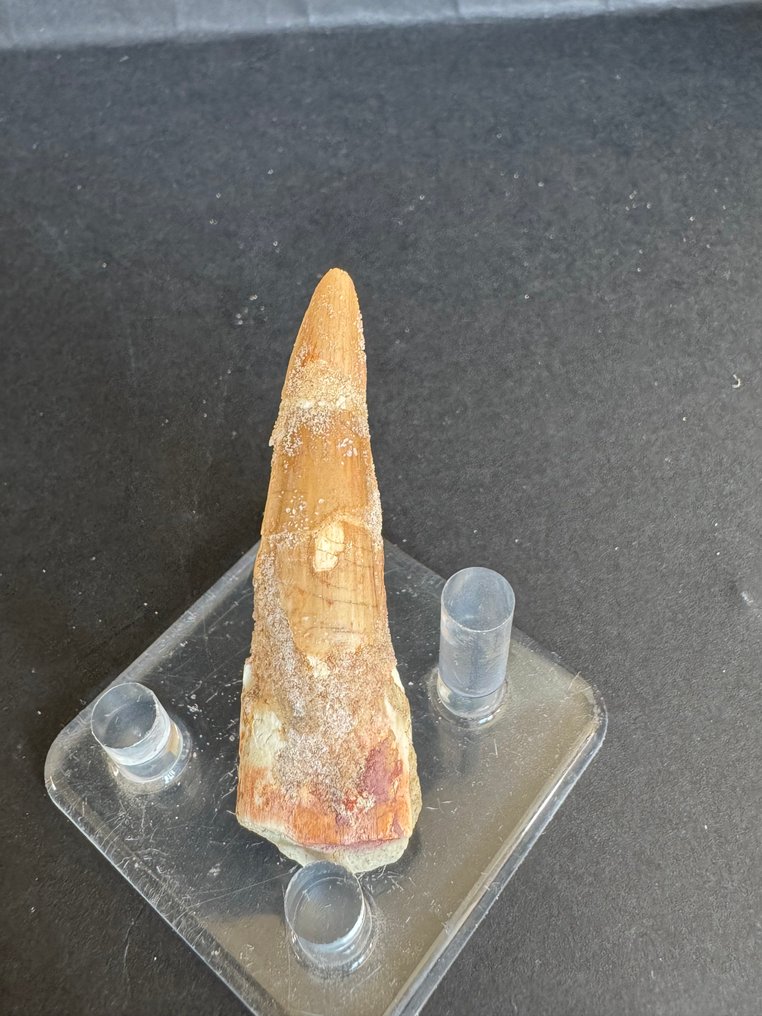 Espinossauro - Dente fóssil - 6 cm  (Sem preço de reserva) #1.0