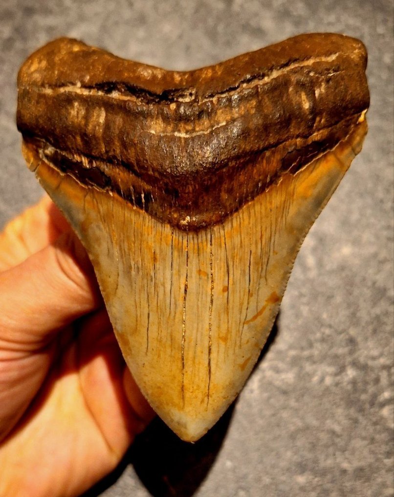 Megalodon - Fossil tooth - Otodus (Carcharocles) megalodon - 10.6 cm - 8.2 cm #1.0