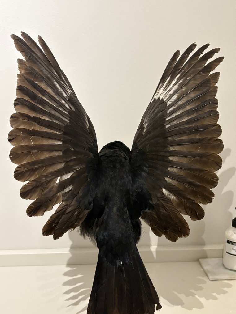 Κοράκι Βάση ταρίχευσης ολόκληρου σώματος - Corvus - No cites Specie - 61 cm - 42 cm - 30 cm - Είδη που δεν ανήκουν στο CITES - 1 #4.3