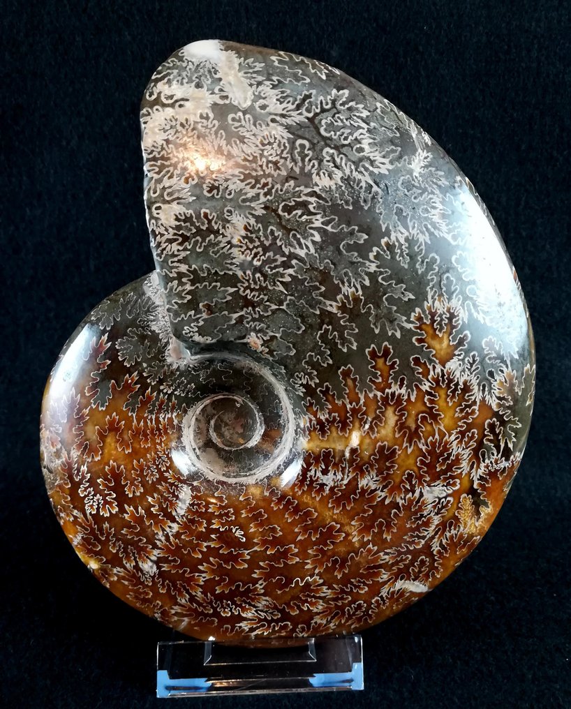 Amonit - Animale fosilizate - Aioloceras (Cleoniceras) besairiei (Collignon 1949) - 18.1 cm - 14.8 cm #1.0