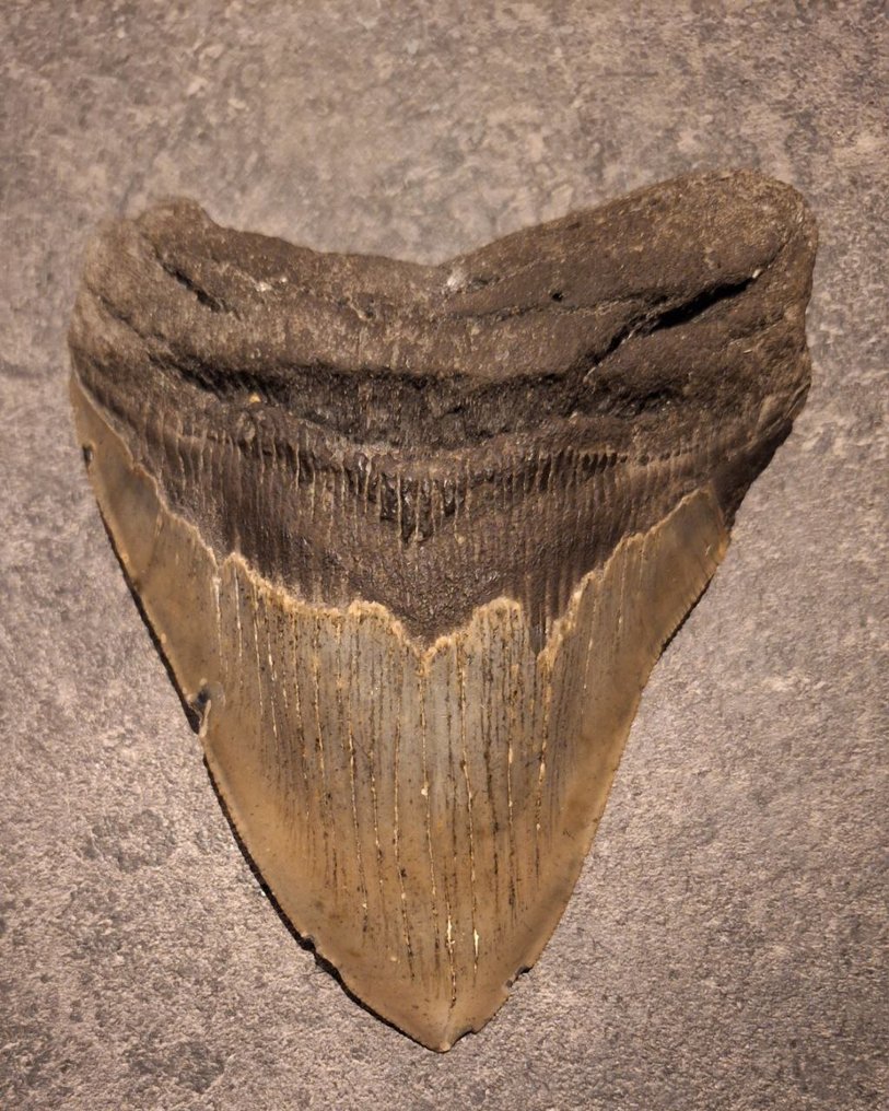 巨牙鯊 - 牙齒化石 - *monster piece* - 14.3 cm - 11.3 cm #3.2