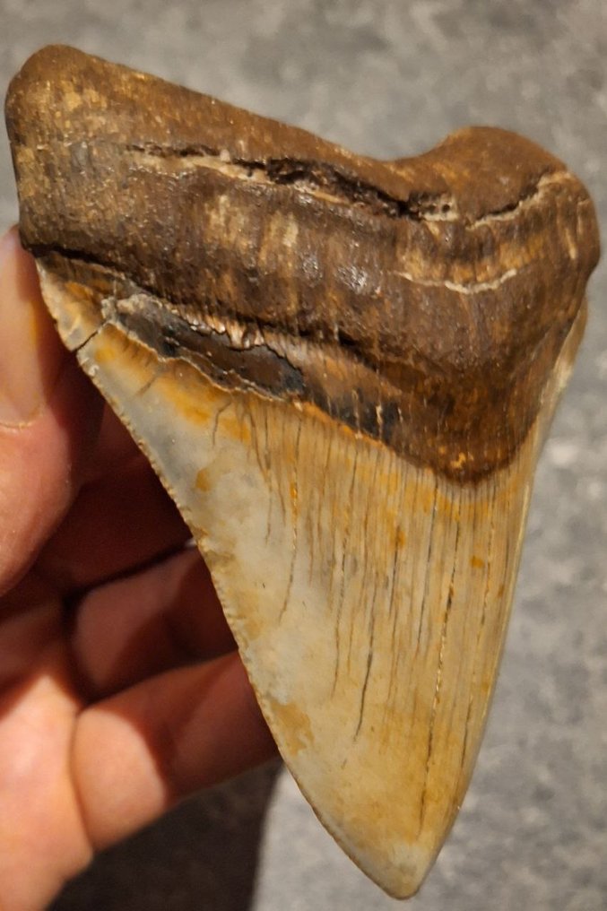 Megalodon - Fossil tooth - Otodus (Carcharocles) megalodon - 10.6 cm - 8.2 cm #3.2