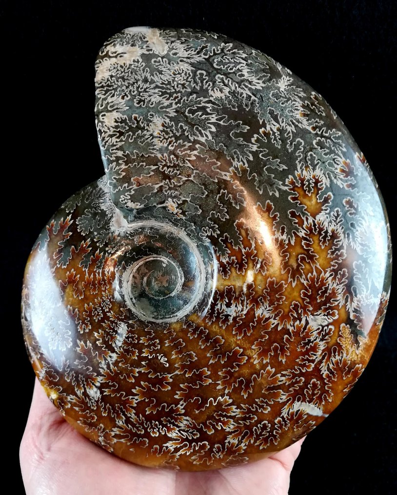 Amonit - Animale fosilizate - Aioloceras (Cleoniceras) besairiei (Collignon 1949) - 18.1 cm - 14.8 cm #2.1