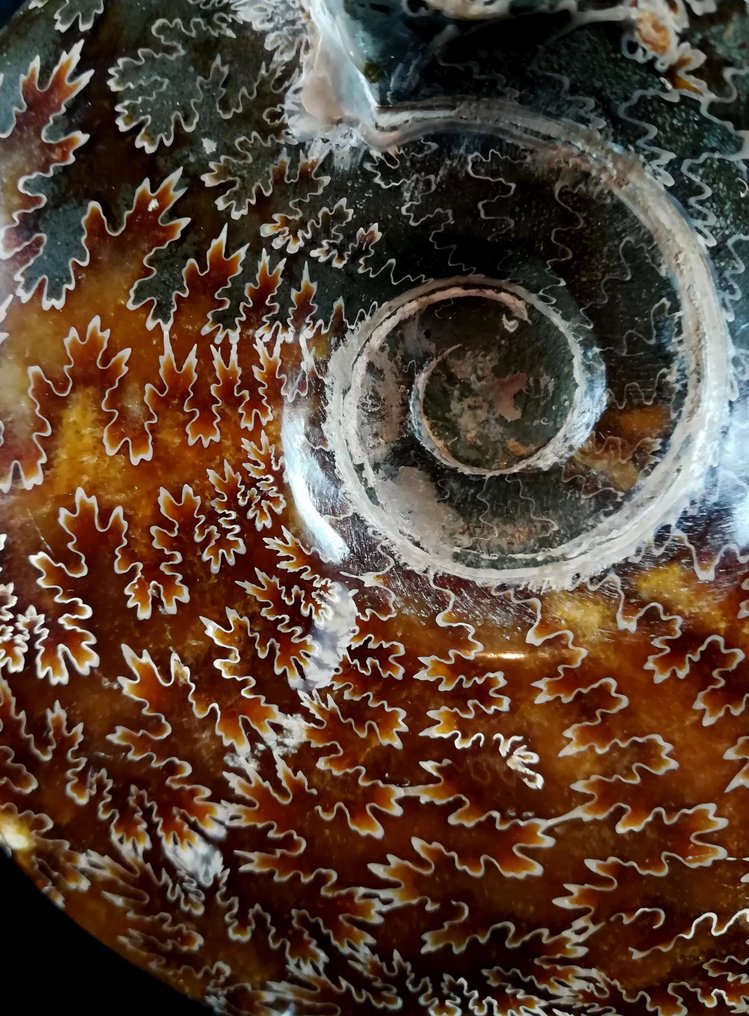 Amonit - Animale fosilizate - Aioloceras (Cleoniceras) besairiei (Collignon 1949) - 18.1 cm - 14.8 cm #4.3