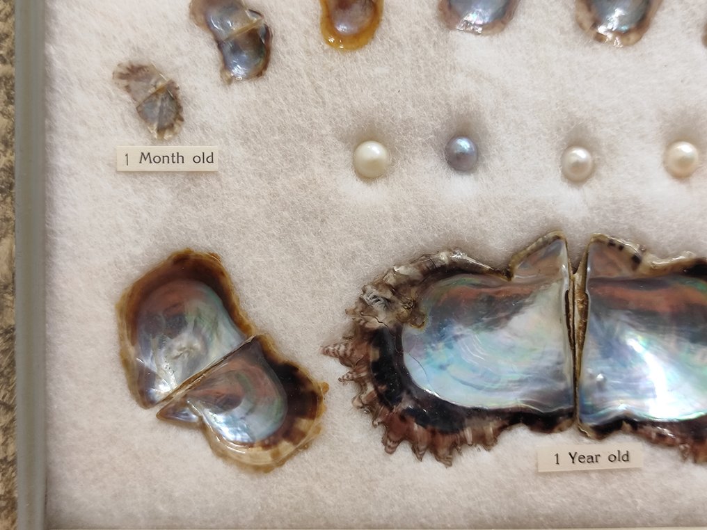 养殖珍珠 - 日本 - 1970-1980 #3.2