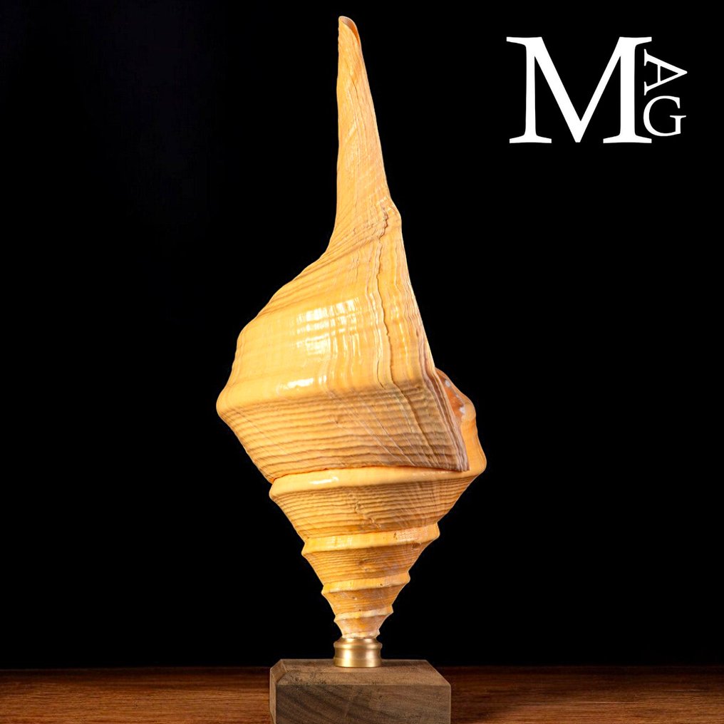 Äärimmäisen harvinainen - jättimäinen Syrinx aruanus puu- ja messinkipohjalla koristeltuna. Simpukankuoret - Syrinx Aruanus - 580 x 250 x 235 mm #3.2