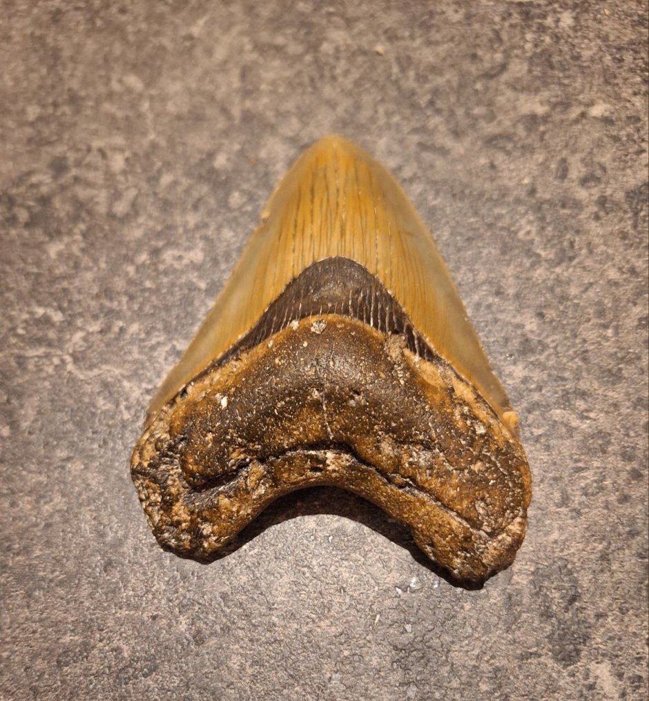 巨齿鲨 - 牙齿化石 - Otodus (Carcharocles) megalodon - 10.4 cm - 7.4 cm #2.1