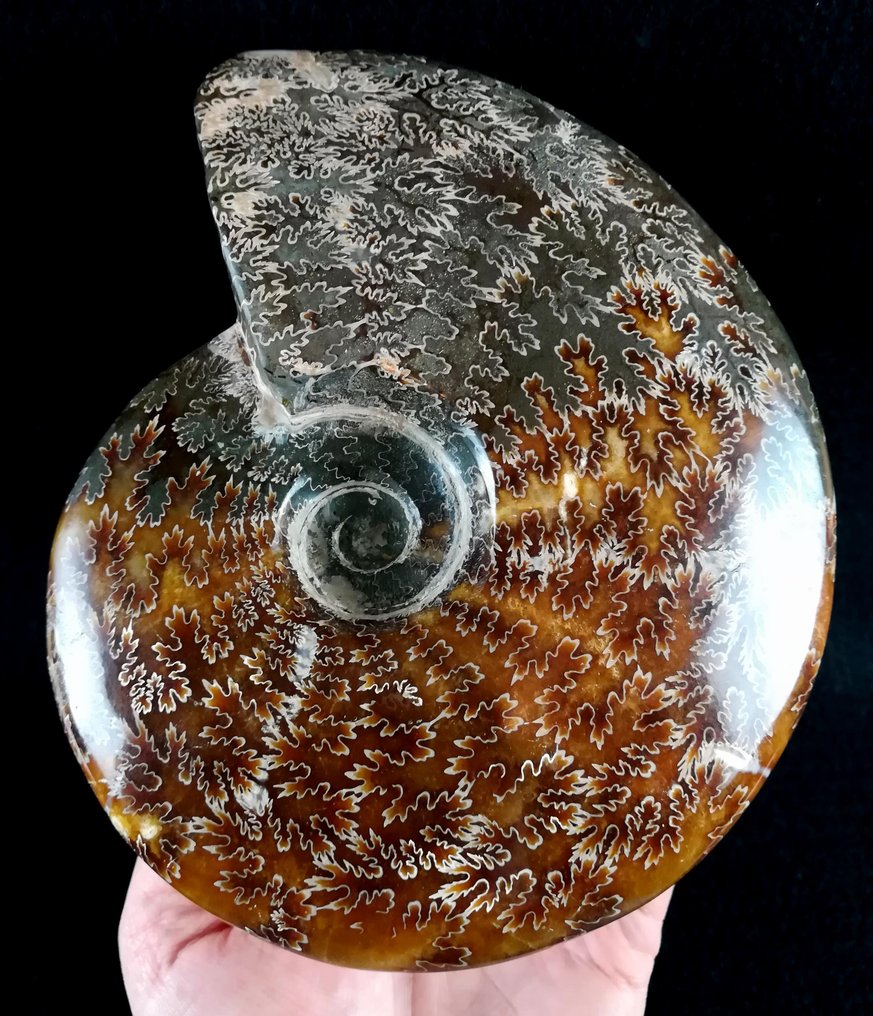 Amonit - Animale fosilizate - Aioloceras (Cleoniceras) besairiei (Collignon 1949) - 18.1 cm - 14.8 cm #1.0